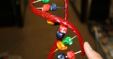 candy model of DNA (by Austinkids.org)