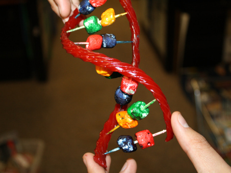 candy model of DNA (by Austinkids.org)