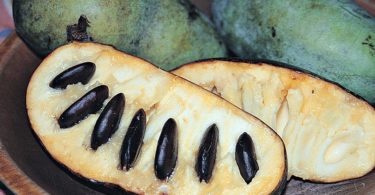 Meet the PawPaw Fruit