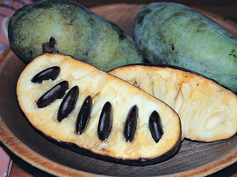 Meet the PawPaw Fruit