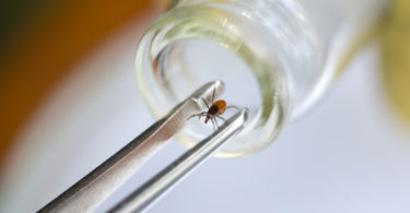 lyme disease prevention