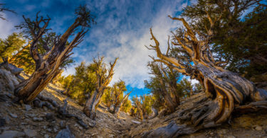 Bristle Cone Pine Great Basin