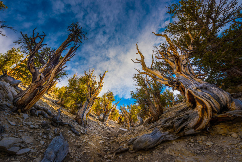 Bristle Cone Pine Great Basin