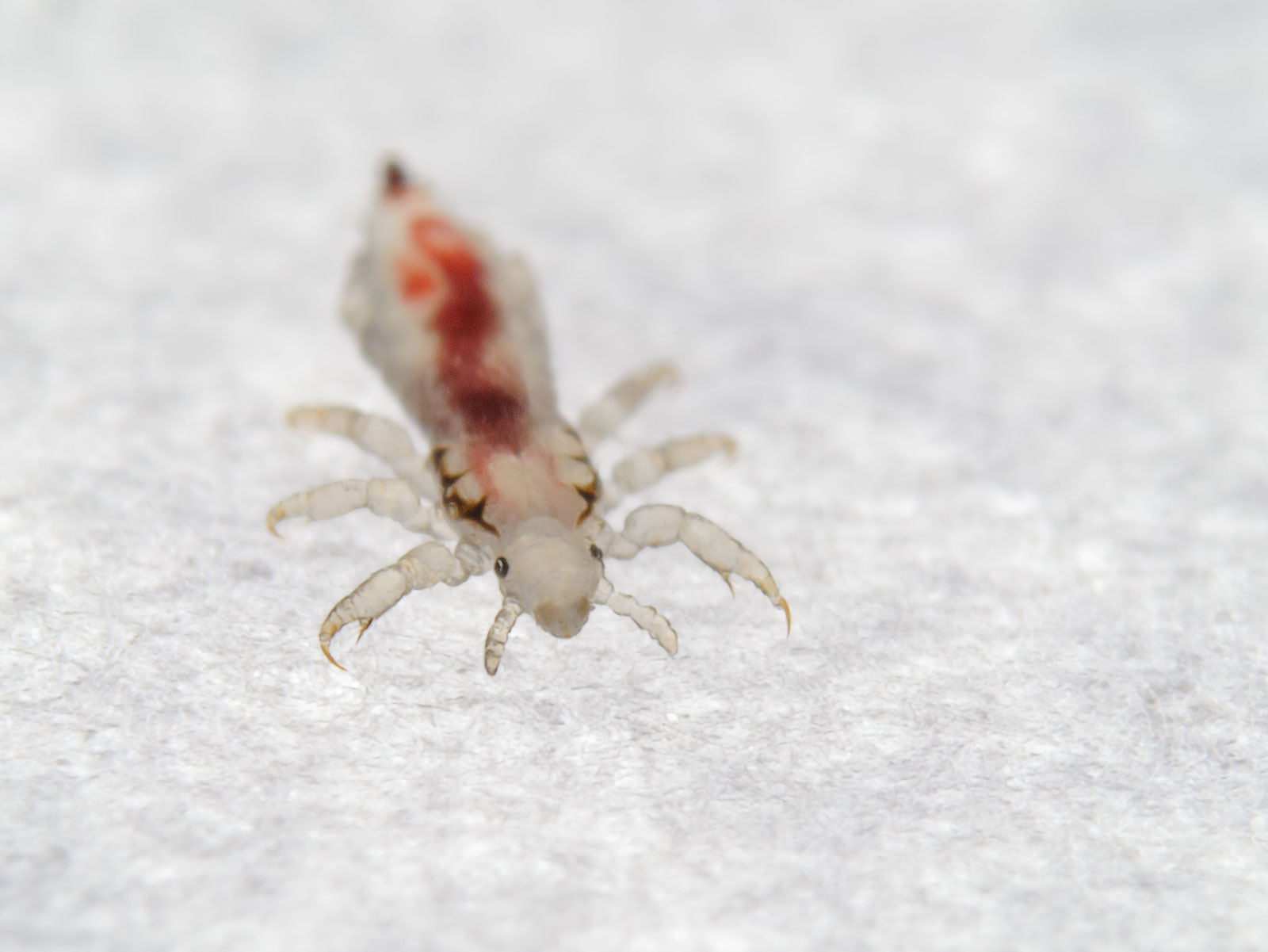 How to Prevent Head Lice from Bugging You - Health Journal How to Prevent Head Lice from Bugging You - Health Journal