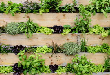 vertical pallet garden