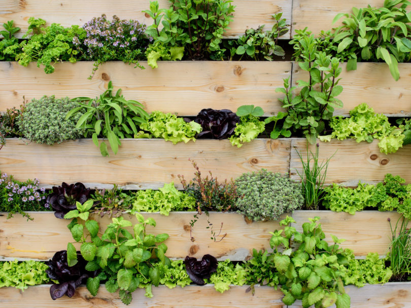 vertical pallet garden