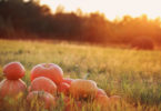 Pumpkins