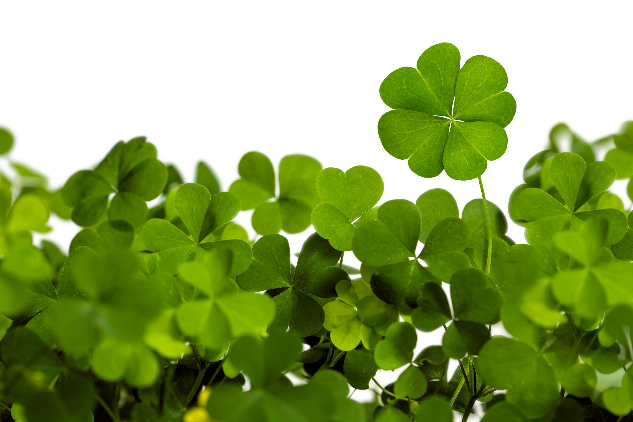 red leaf clover plant