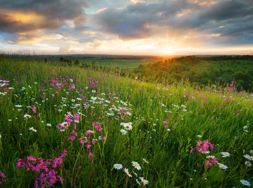 Spring Time