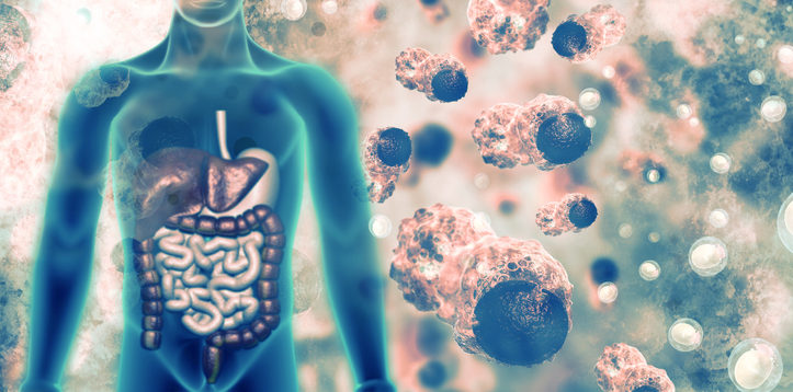 gut flora, gut microbiota, immune system