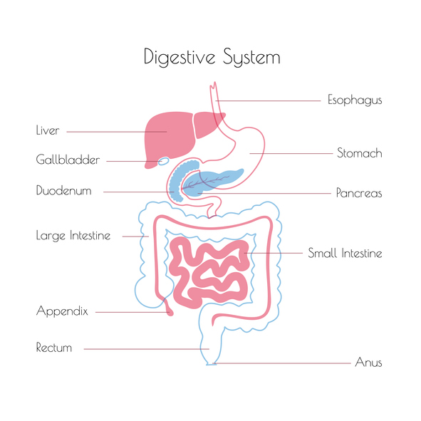 gastroparesis