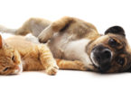 hot weather tips for pets heatstroke in dog cat