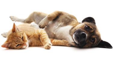 hot weather tips for pets heatstroke in dog cat