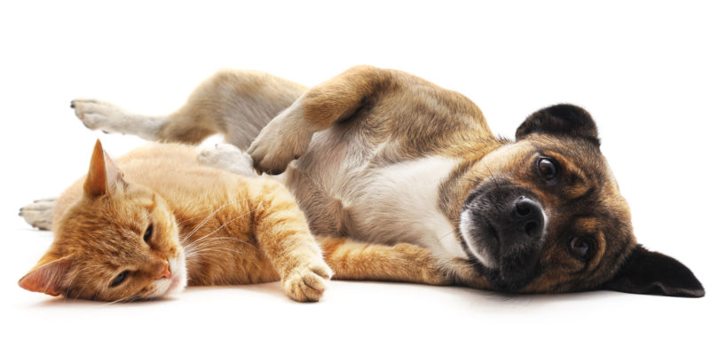 hot weather tips for pets heatstroke in dog cat