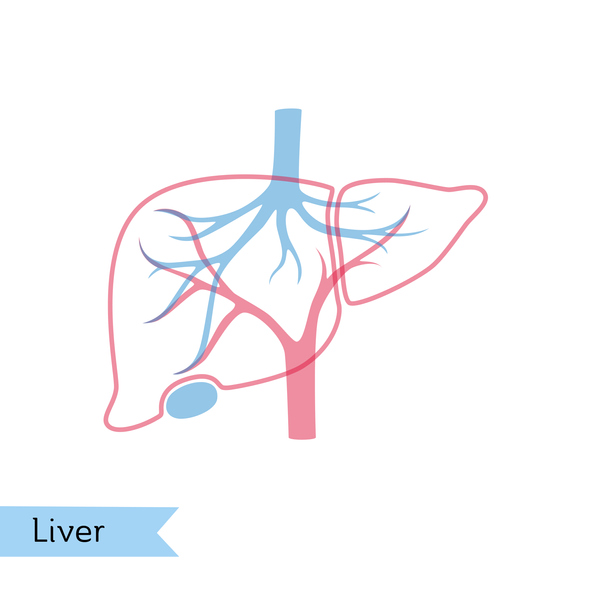 Hepatitis is characterized by the liver becoming inflamed due to exposure to viruses or toxins