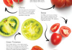 the tastiest tomatoes