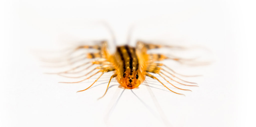 House Centipede