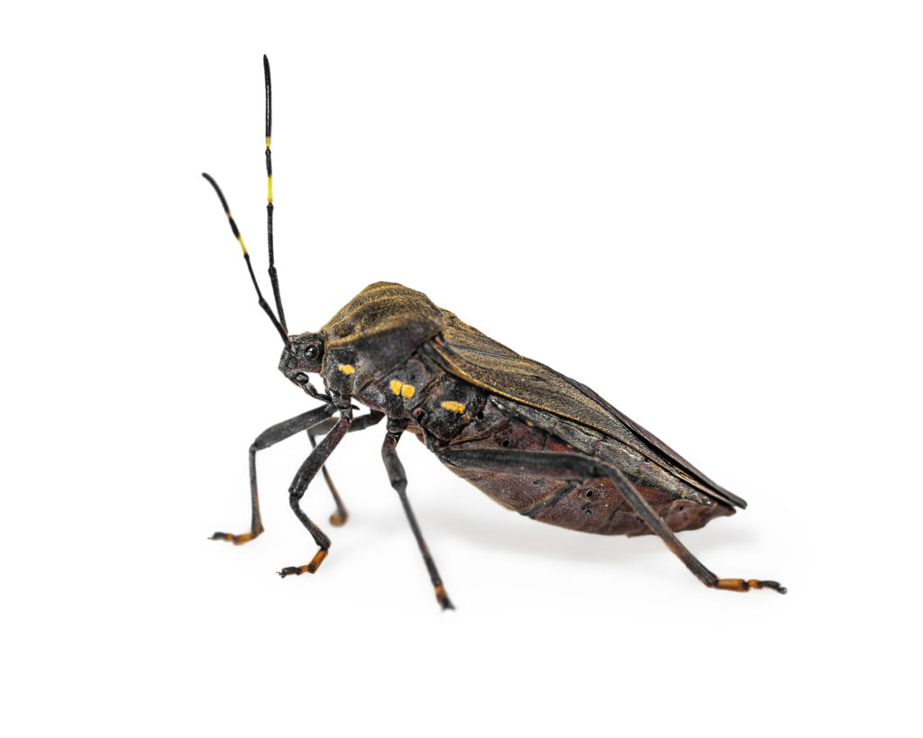 Kissing Bug