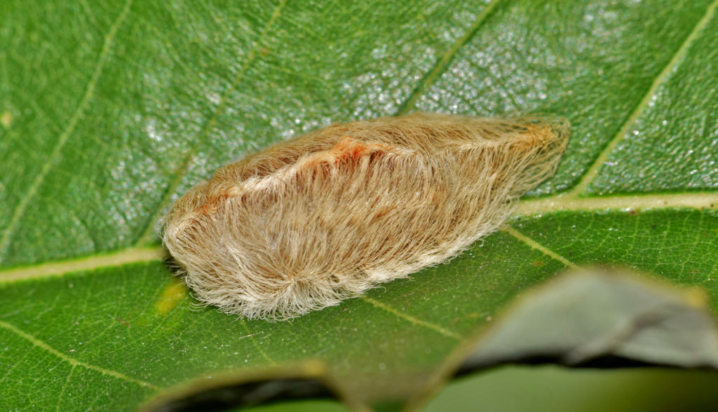 Southern Flannel Moth Bugs around the house