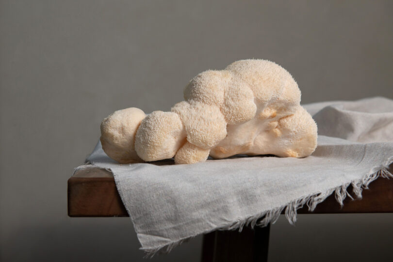 Lions mane mushroom